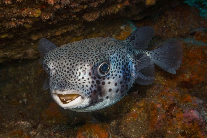 2 Dives, Certified Divers - Tenerife - What Makes This Trip Worth Considering