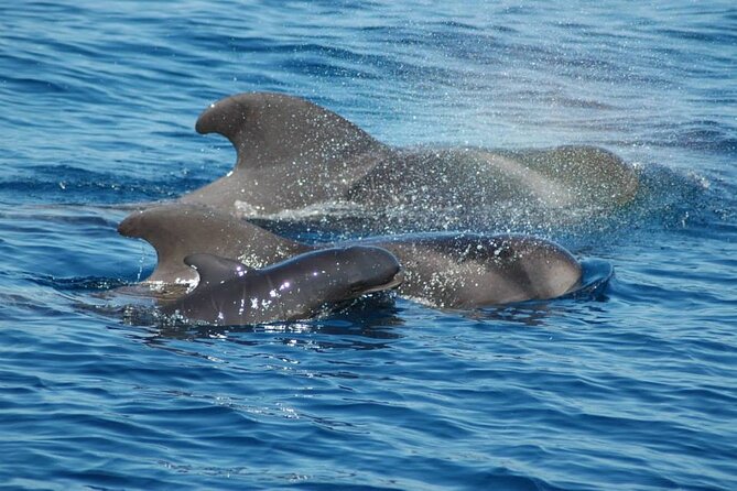 2 hour trip to see whales dolphins puerto colon adeje - Setting out from Puerto Colón in Costa Adeje