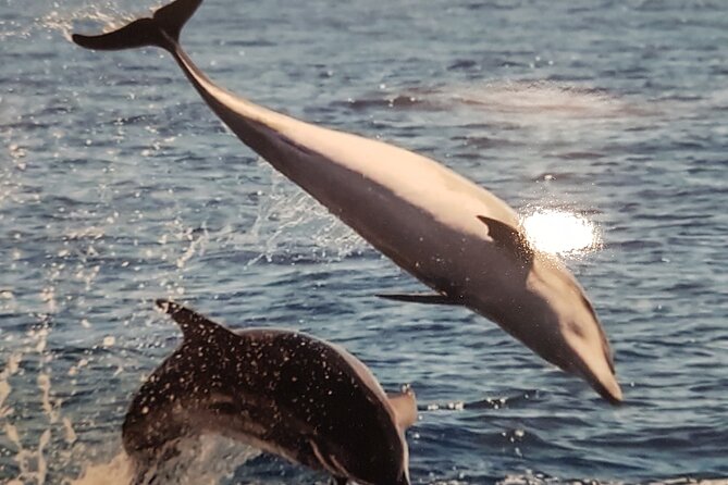2 hour trip to see whales dolphins puerto colon adeje - A small group and a more personal feel
