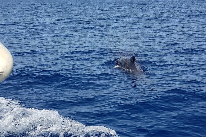 2 hour trip to see whales dolphins puerto colon adeje - Sandwiches, drinks and the value of $43.45