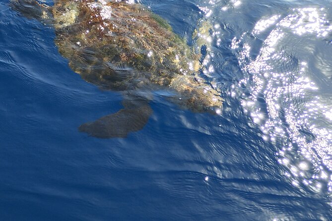 2 hour trip to see whales dolphins puerto colon adeje - Timing, weather and practical planning