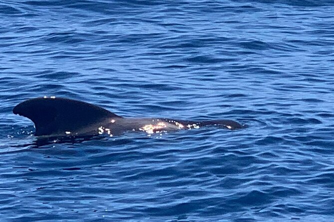 2 hour trip to see whales dolphins puerto colon adeje - Who will enjoy this two-hour outing