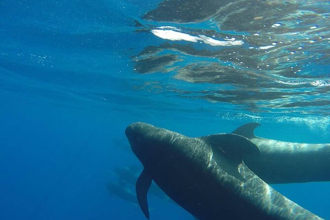 2 hour trip to see whales dolphins puerto colon adeje - Searching for whales in a protected marine zone