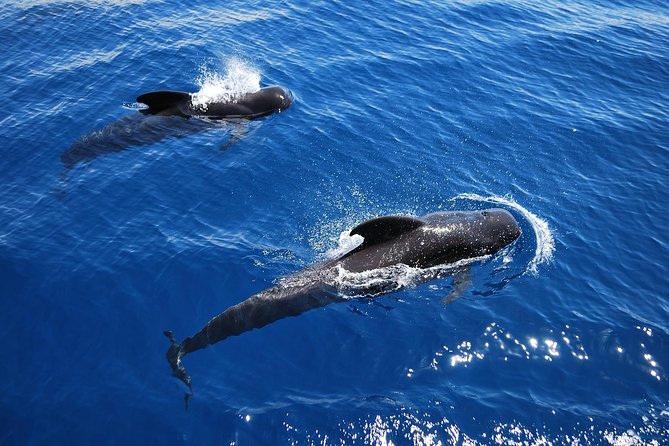 2h Viking Cruise Whales & Dolphins Watching - The Southern Coast from the Water