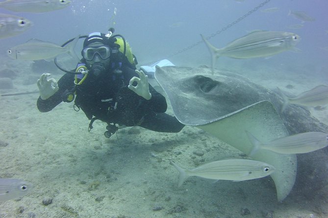 2x diving package, on request including refreshment - What the Marine Life Can Add to the Day