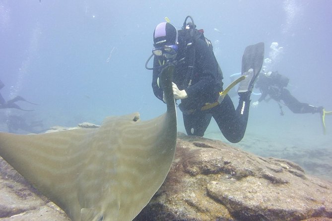 2x diving package, on request including refreshment - Who Should Book This Tenerife Scuba Package?