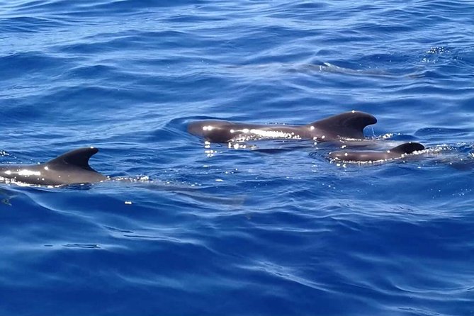 3-Hour Boat Trip from Costa Adeje in Tenerife - Watching dolphins and pilot whales offshore