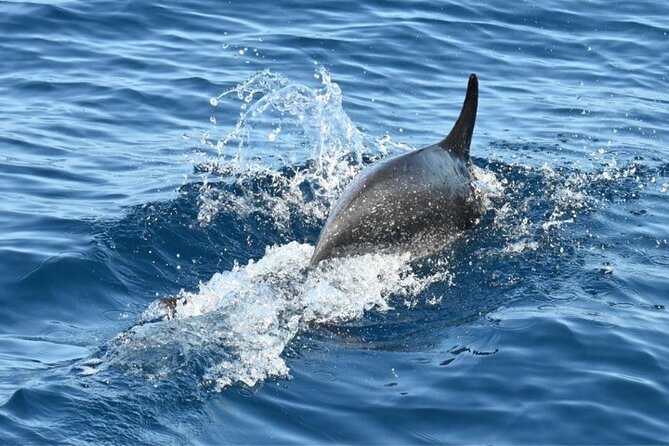 3-Hour Cetacean Watching and Snorkeling Tour in Tenerife - Sailing out from Puerto de Los Gigantes