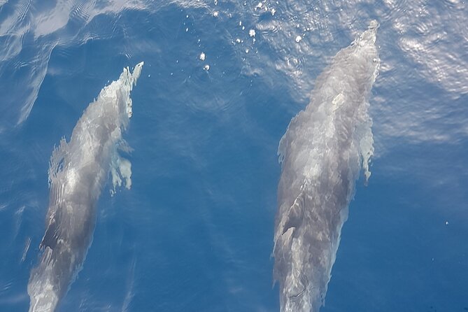 3-hour excursion to Puerto Colón Adeje to see whales - Key points to know before booking