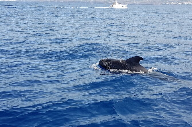 3-hour excursion to Puerto Colón Adeje to see whales - A swim and snorkel in a small cove
