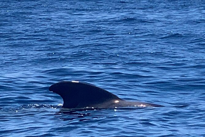 3-hour excursion to Puerto Colón Adeje to see whales - Snacks, views, and the pace of the return