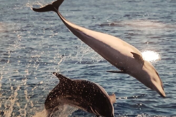 3-hour excursion to Puerto Colón Adeje to see whales - Price and overall value at $51.66