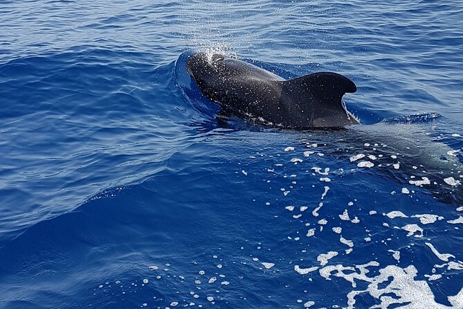 3-hour excursion to Puerto Colón Adeje to see whales - Sailing toward pilot whales and dolphins