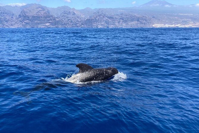 3-Hour Private Tour with Whale and Dolphin Watching - Searching for pilot whales and dolphins