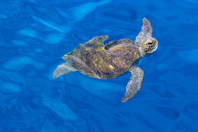 3 Hours All Inclusive Whale and Dolphin Whatching Yacht Trip - Why the $52.36 price can be good value