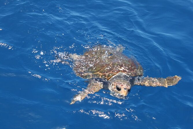 3-Hours Shared Tour to Accessible Boat en Canary Island - Is $72.29 good value?