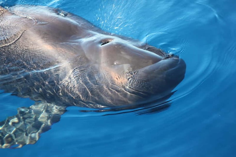 3H Shared Barrier-Free Cruise with Turtles Dolphins & Whales - Key points to know before booking