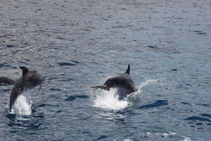3H Shared Barrier-Free Cruise with Turtles Dolphins & Whales - Watching wildlife near Guaza Fish Farm