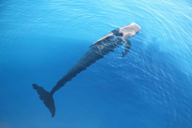 3H Shared Barrier-Free Cruise with Turtles Dolphins & Whales - Food, drinks, and time on deck