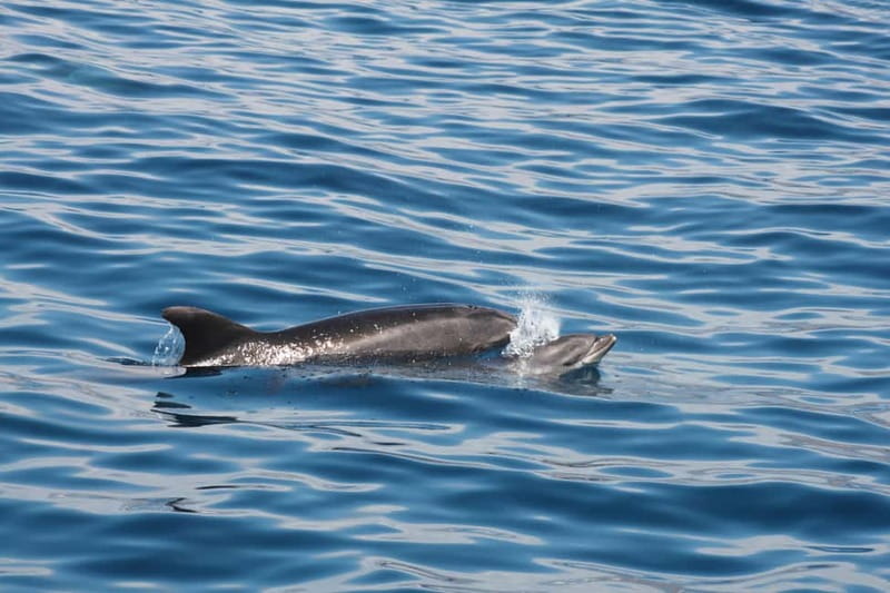 3H Shared Barrier-Free Cruise with Turtles Dolphins & Whales - What the $58 price includes