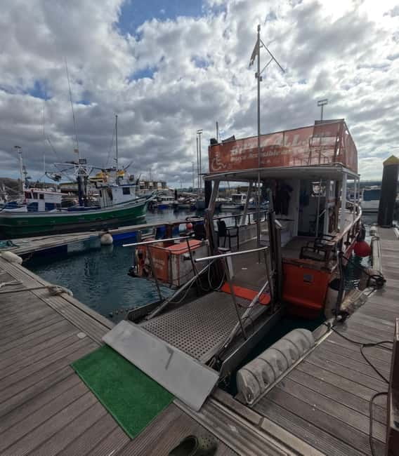 3H Shared Barrier-Free Cruise with Turtles Dolphins & Whales - Leaving from Los Cristianos