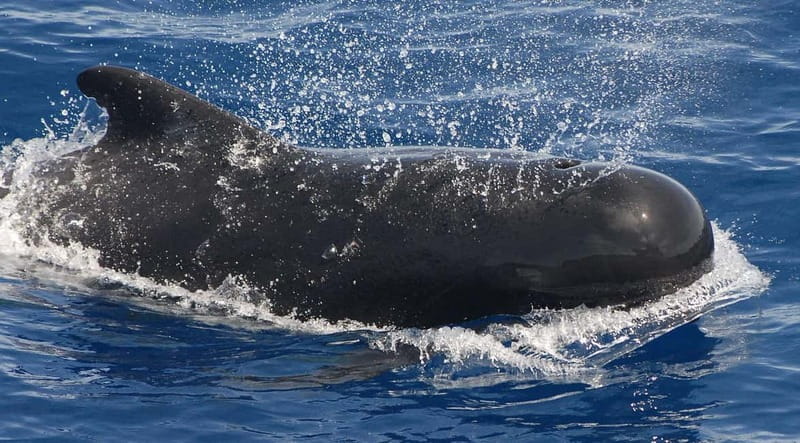 3h Whale watching Share Tour Costa Adeje Lina7 Mizendoha - Should you book Lina7 or Mizendoha?