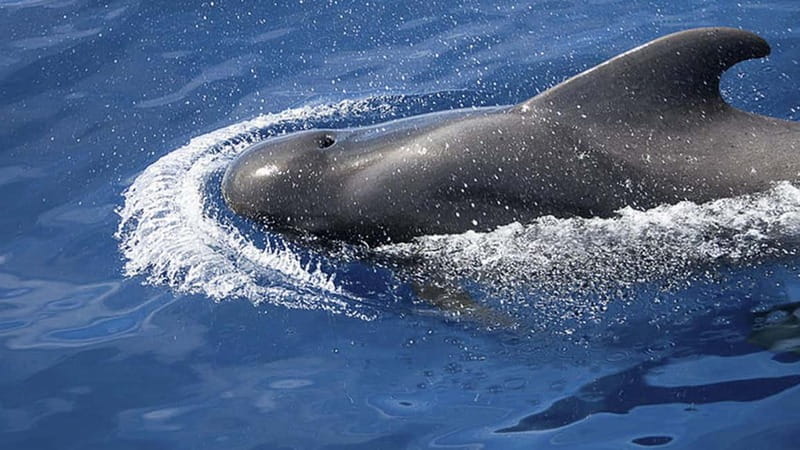 3h Whale watching Share Tour Costa Adeje Lina7 Mizendoha - The return sail and onboard comfort