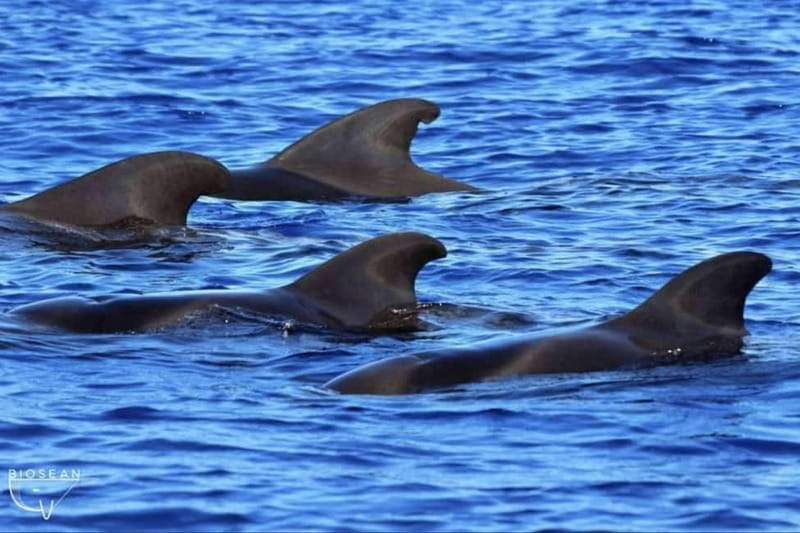 3h Whale watching Share Tour Costa Adeje Lina7 Mizendoha - What $65 gets you