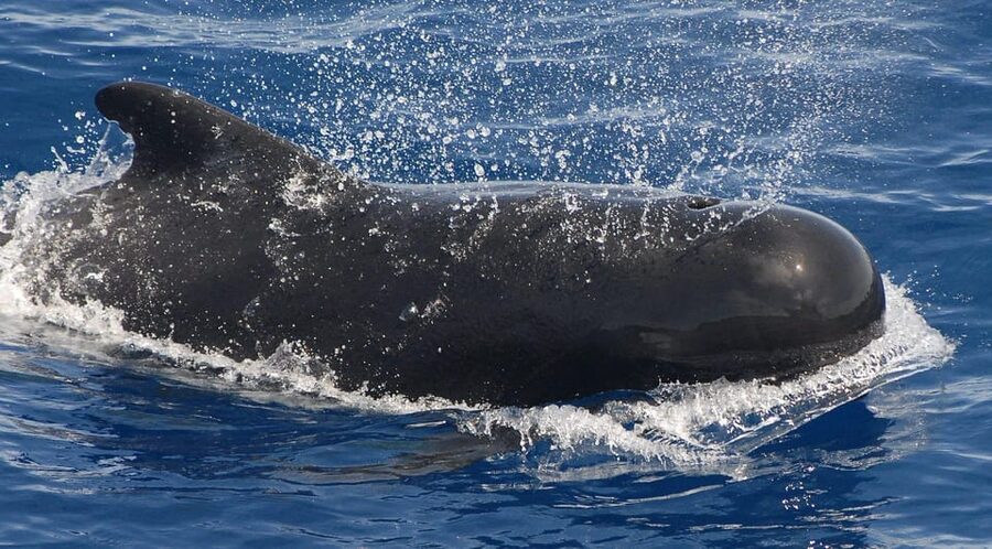 3h Whale watching Share Tour Costa Adeje Lina7 Mizendoha - Booking details worth knowing