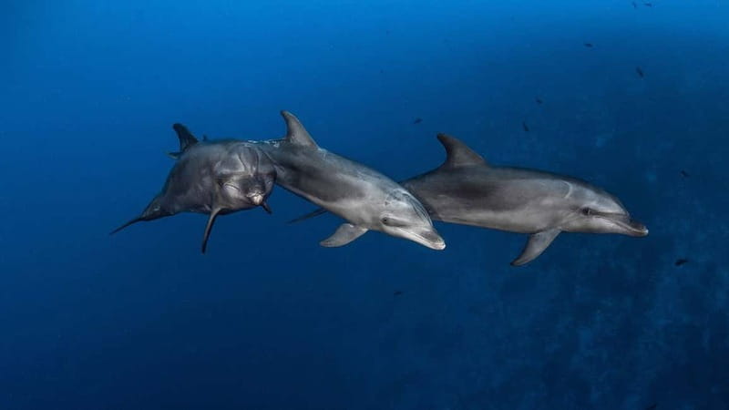 3h Whale watching Share Tour Costa Adeje Lina7 Mizendoha - Looking for pilot whales and dolphins