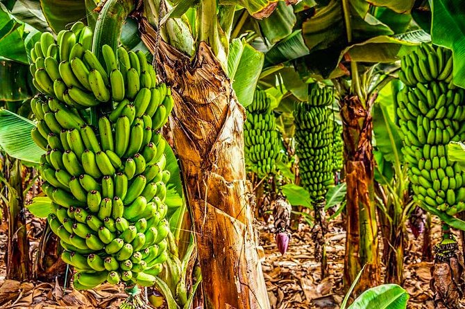 4 Hours Eco Safari Tour with Electric Car in Tenerife - Santiago del Teide, village life beyond the resorts