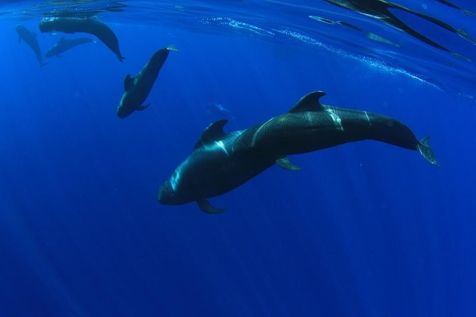 5 hr watching and listening whales and dolps. Visit Los Gigantes - Key points to know before you book