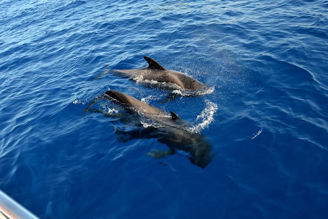 5 hr watching and listening whales and dolps. Visit Los Gigantes - What the crew adds to the day