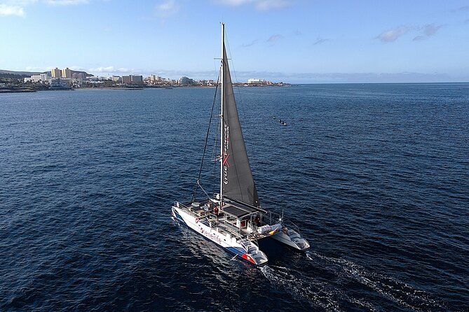 5 hr watching and listening whales and dolps. Visit Los Gigantes - Looking for whales and dolphins in open water