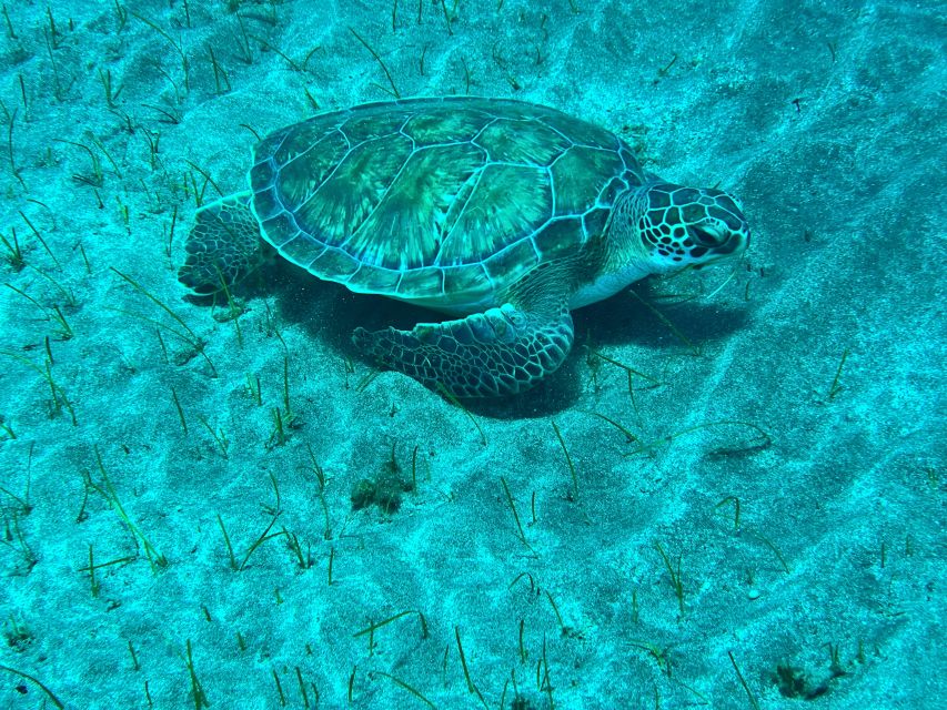 Abades: Guided Snorkeling Tour with Photos - Key points at a glance