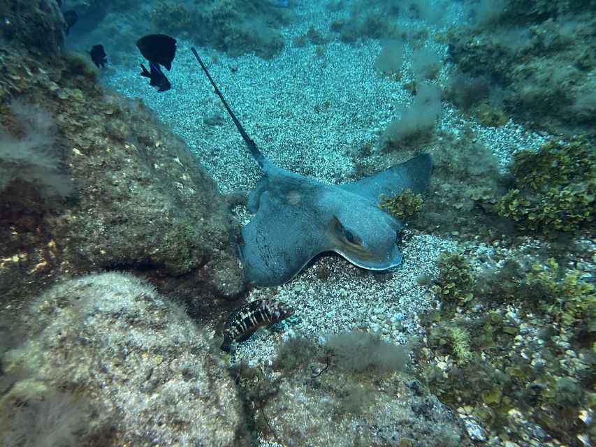 Abades: Guided Snorkeling Tour with Photos - Language, group size, and guide support