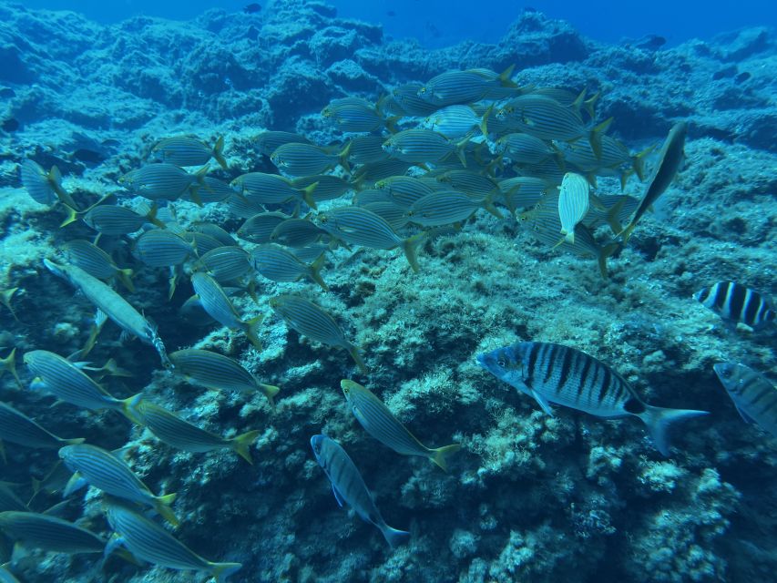 Abades: Guided Snorkeling Tour with Photos - A close look at the marine life