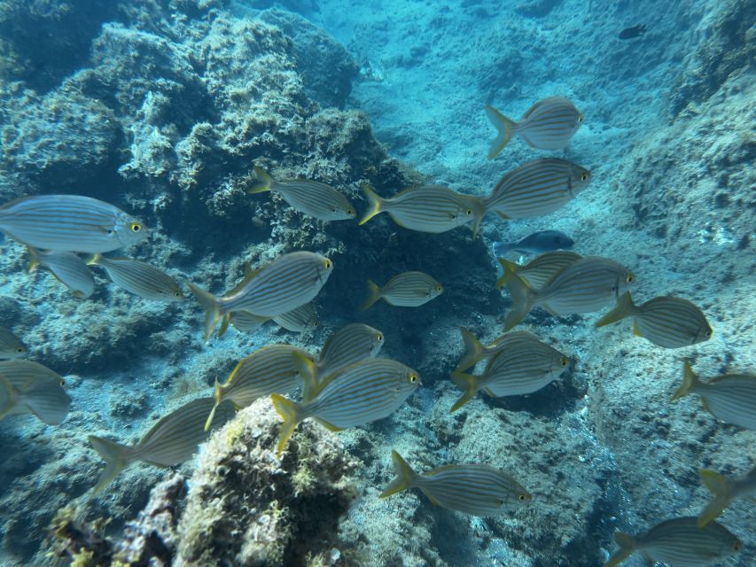 Abades: Guided Snorkeling Tour with Photos - What to bring and what to leave behind