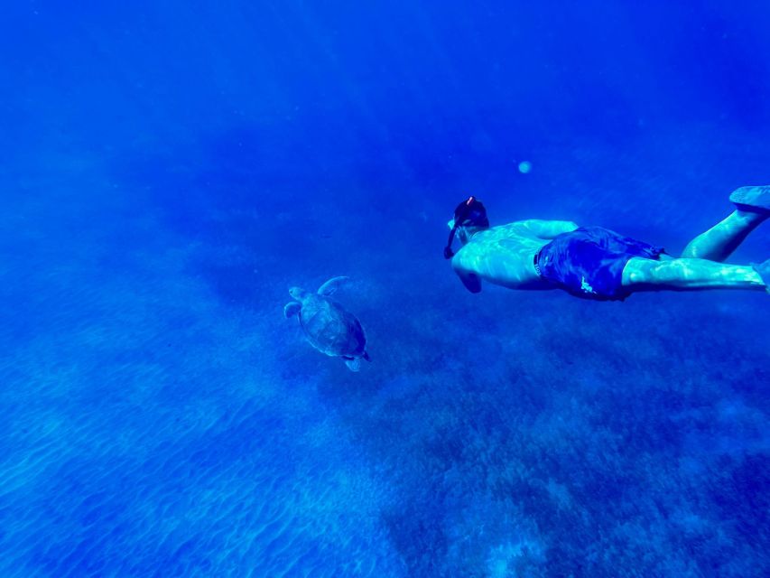 Abades: Guided Snorkeling Tour with Photos - The turtle question, with realistic expectations