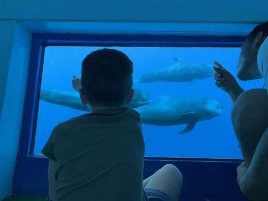 Adeje: Whale and Dolphin Watching Cruise with Lunch and Swim - The 3-hour Diego Hernández Bay option