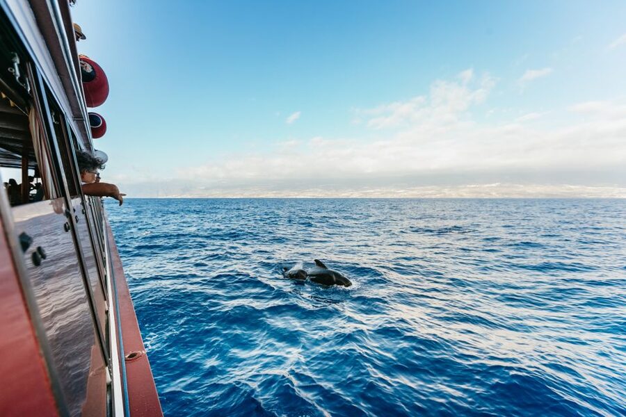 Adeje: Whale and Dolphin Watching Cruise with Lunch and Swim - Leaving Puerto Colón on the Royal Delfín