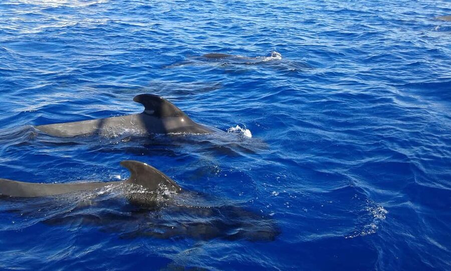 Adeje: Whale Watching Tour to Los Gigantes with lunch & swim - Key points to know before you book