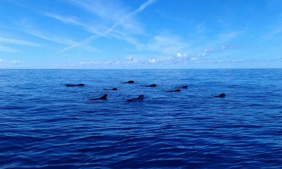 Adeje: Whale Watching Tour to Los Gigantes with lunch & swim - The return sail along Tenerife’s southwest coast