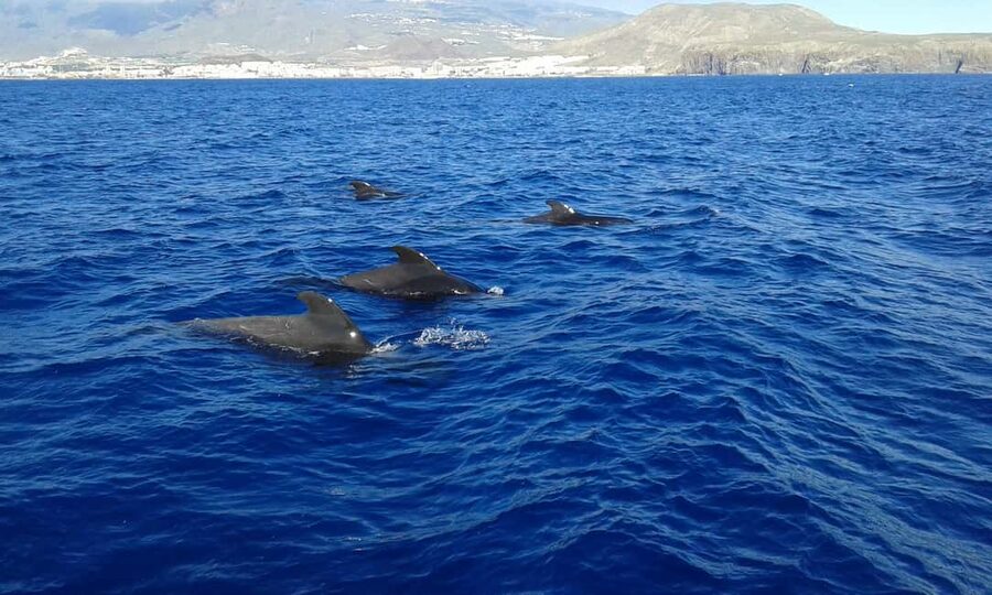 Adeje: Whale Watching Tour to Los Gigantes with lunch & swim - The 30-minute wildlife stop