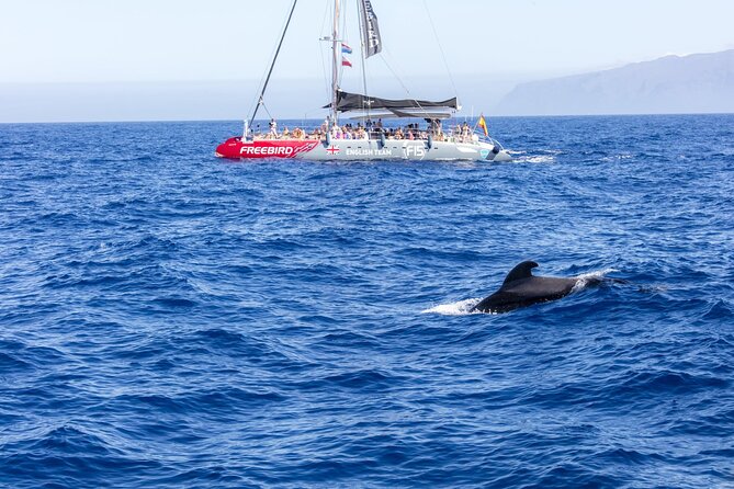 Adults Only Tenerife Freebird Whale Dolphin Catamaran with Lunch - Pickup, timing, and the real-world logistics