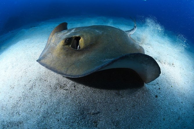 ADVANCED OPEN WATER CERTIFICATION - Improve your scuba diving skills up to 30m ! - A closer look at the instruction
