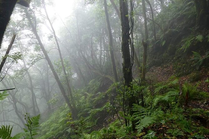 ANAGA: VIP tour: Forests, Peaks and Sea. - From Santa Cruz to Anaga’s mountain world