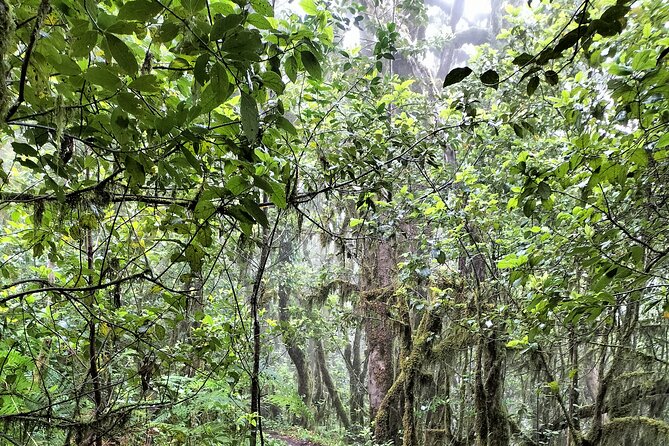 ANAGA: VIP tour: Forests, Peaks and Sea. - Timing, weather, and the practical fine print