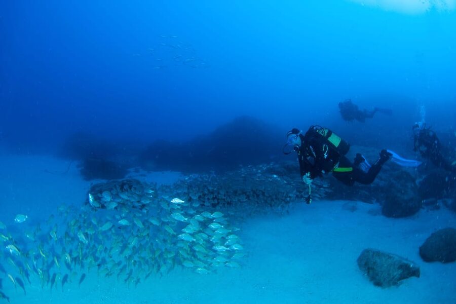 Beginner Scuba Dive with Scubapoint Tenerife in Turtle Area - Is $88 a fair price?