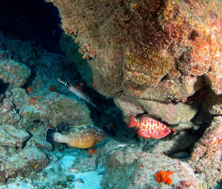 Beginner Scuba Dive with Scubapoint Tenerife in Turtle Area - Booking, languages, and cancellation